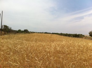 Grano in Salento